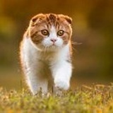 盛夏光年