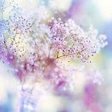 如颖随行