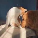 顾森西啊