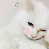 橘猫