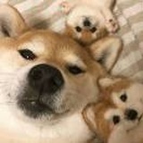 淘气宝宝QAQ