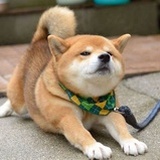 嘟噜噜