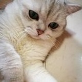 阿巴阿巴
