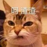 猫头💚