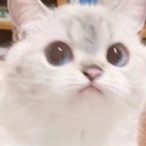 富江分之一