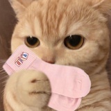 古德猫宁