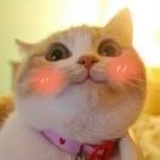 🐈🐈🐈