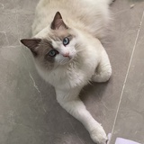 柒笙