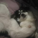 三只犬