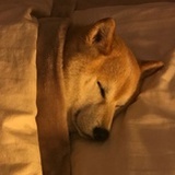 LLLeoX