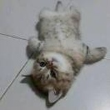 君不见