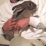 Carrots