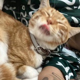 汤圆