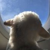 孤傲。💋