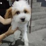 小静子