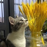糯米是只猫