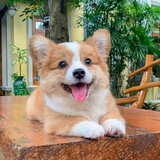 yang yang