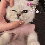 小包