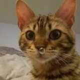 陈陈