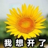 日照香炉小葵花