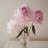 心若菩提