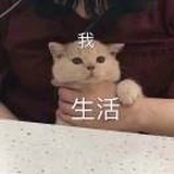 岁辰