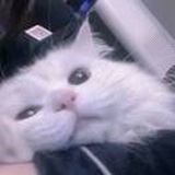 玲