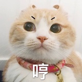 苍术