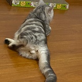 猫咪咪猫