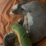 好吃的jiojio