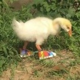 我想吃火锅