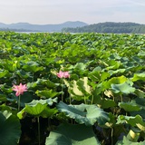 高峰