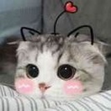 雉初