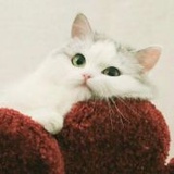 柚柚ya_