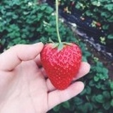 イチコ