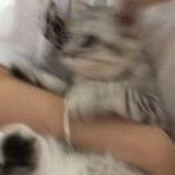 仲意C