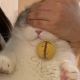 我的小猫咪
