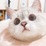 小鱼干