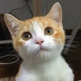 小猫咪的肚肚