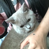 熊猫