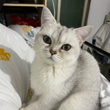 小枝