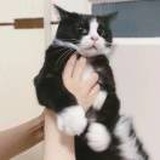 bb
