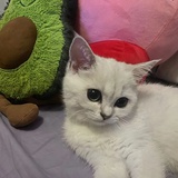 吴荫庭