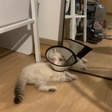 覃