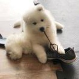 楠贺