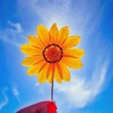 向日葵🌻