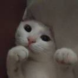透明水母
