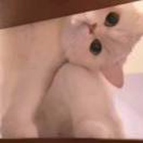 小黑嘿嘿嘿