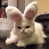 仓仓羌