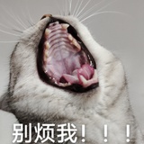 无敌风火轮